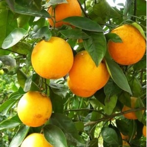 Апельсин Гамлин