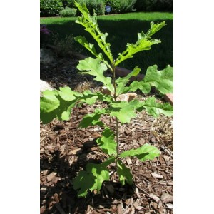 Саженец дуба Монгольского до 20 см