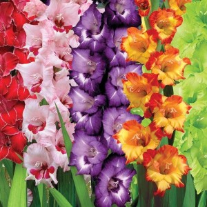 Луковица гладиолусов оптом (от 300 шт.)