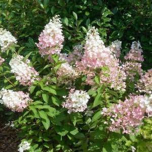 Саженец гортензии метельчатой Конфетти (Confetti)