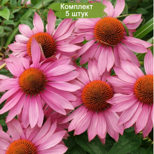 Саженцы эхинацеи пурпурной Бравадо (Bravado) -  комплект 5 шт.