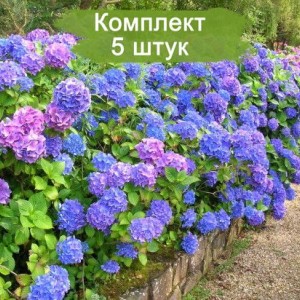 Саженцы гортензии древовидной  -  комплект 5 шт.