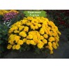 Саженцы желтой хризантемы мультифлоры Браниндио (Branindio) -  комплект 5 шт.