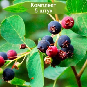 Сеянцы ирги крупнолистной (от 15 см) -  комплект 5 шт.