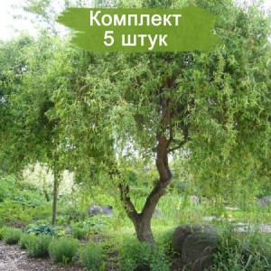 Саженцы Ивы Матсуды или Salix matsudana -  комплект 5 шт.