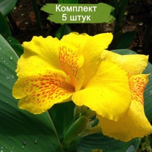 Клубни канны Солнечная красавица -  комплект 5 шт.