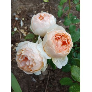 Саженцы шраб розы Джуд Обскур /Джуд зе Обскур (Jude the Obscure) -  комплект 5 шт.