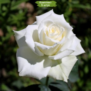 Саженцы шраб розы Паскаль (Pascali) -  комплект 5 шт.