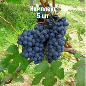 Комплект 5шт / Виноград Барбера
