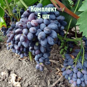 Комплект 5шт / Виноград Декабрьский