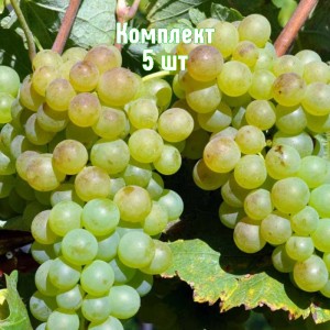 Комплект 5шт / Виноград Верментино