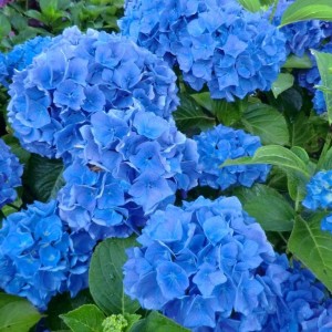 Сеянец гортензии крупнолистной  