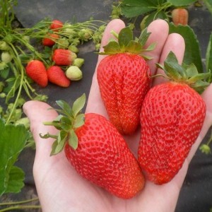 Саженец ремонтантной клубники Линоса (Ранняя)