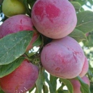 Саженец ранней фиолетовой сливы Империал колоновидной