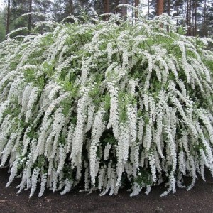 Саженец спиреи серой ( до 25 см. )