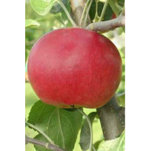 Саженец Яблони Ред Фри (Red Free)