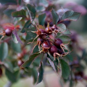 Саженец шиповника Роза Сизая