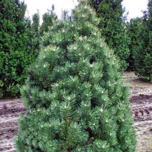 Саженец сосны Горной от 150 см