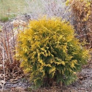 Саженец Туи шароводиной Глобоза Ауреа