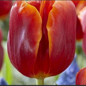 Луковица тюльпана Ангела Меркель (Angela Mercel)