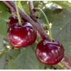Вишня Десертная Волжская