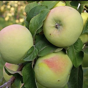 Яблоня Мартовское