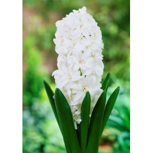 Луковица Гиацинта Сноу Кристалл (Snow Crystal)