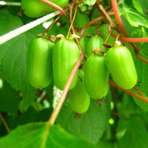 Саженец актинидии женской Лакомка